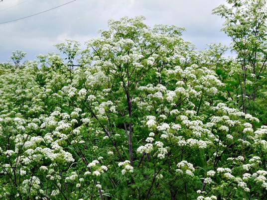 {Conium maculatum}